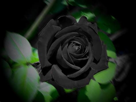 rosa preta